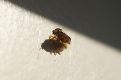Deraeocoris flavilinea
