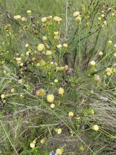 Senecio chrysocoma, photograph 6