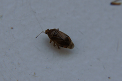 Deraeocoris flavilinea
