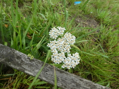 Achillea millefolium