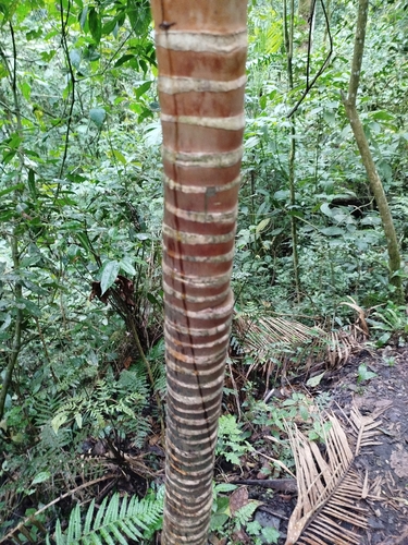 Image of Geonoma undata by (c) Ben Costamagna, some rights reserved (CC BY)