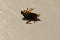 Deraeocoris flavilinea
