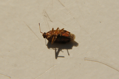 Deraeocoris flavilinea