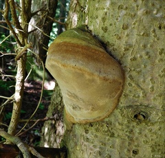 Fomitiporia hartigii