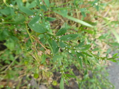 Polygonum