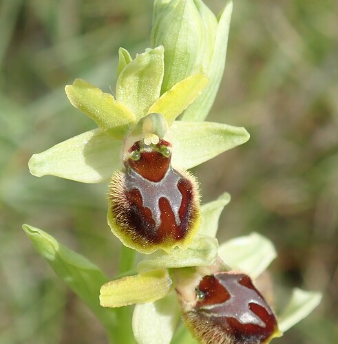 Image of Ophrys araneola by (c) Benoit NABHOLZ, some rights reserved (CC BY-SA)