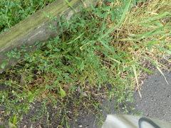 Polygonum