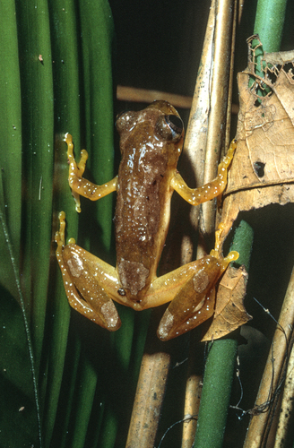 Foulassi Banana Frog