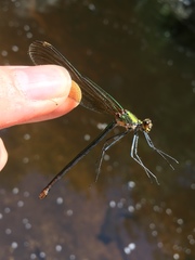 Calopteryx dimidiata