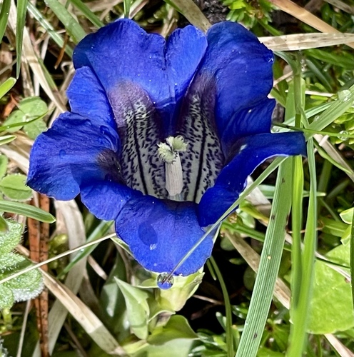 Gentiana clusii (Gentiana clusii)