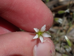 Sabulina nuttallii