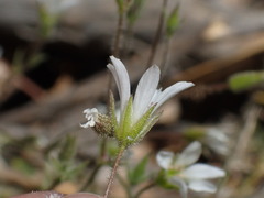Sabulina nuttallii