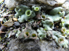 Marchantia polymorpha