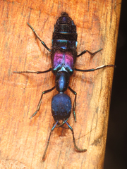 Plochionocerus
