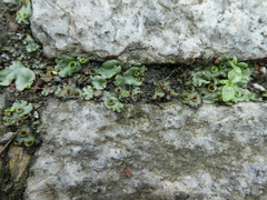 Marchantia polymorpha