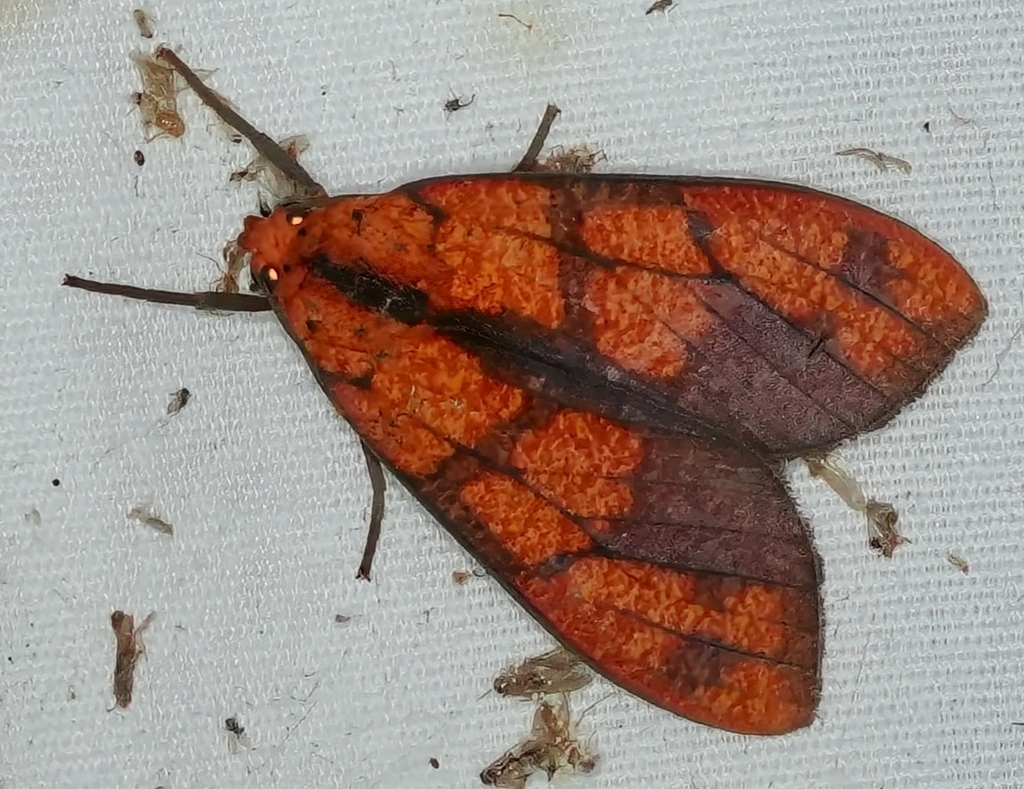 Elysius rubromarginatus
