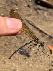Calopteryx dimidiata