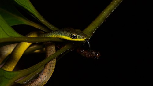 Common Tree Snake sighting