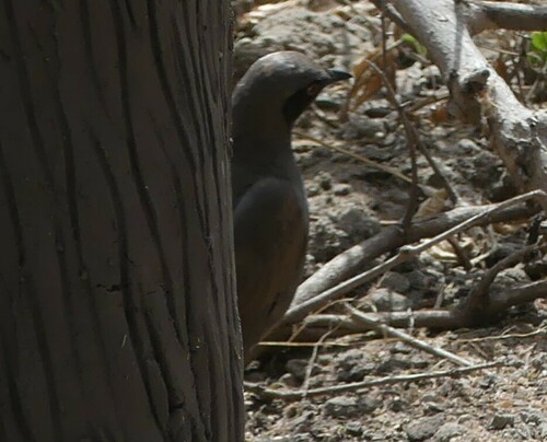 Ashy Starling (Lamprotornis unicolor), photo 3