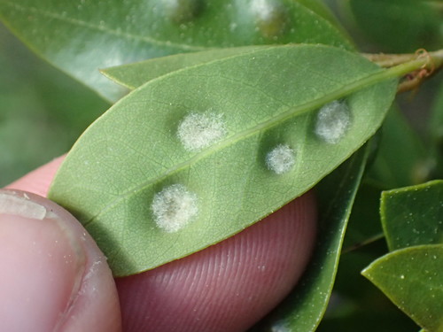 Live Oak Erineum Mite