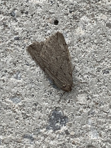 Spring Cankerworm Moth photo 5