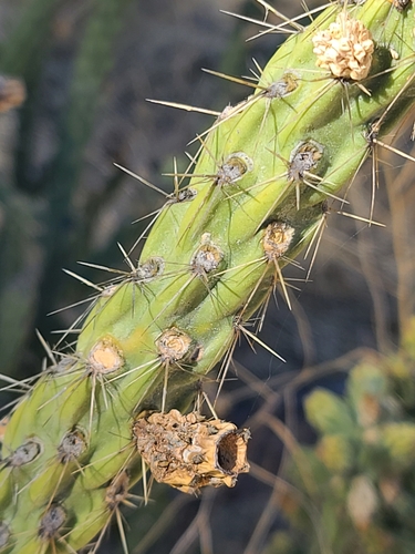 Image of Cylindropuntia bernardina by no rights reserved
