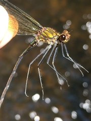 Calopteryx dimidiata