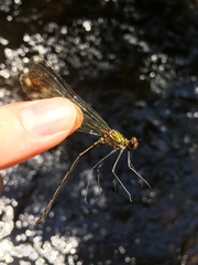 Calopteryx dimidiata
