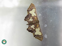 Pseudasellodes laternaria