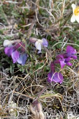 Oxytropis arctica arctica