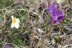 Oxytropis arctica arctica