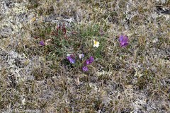 Oxytropis arctica arctica
