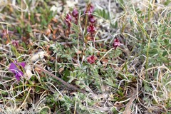 Oxytropis arctica arctica