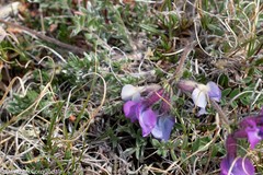 Oxytropis arctica arctica