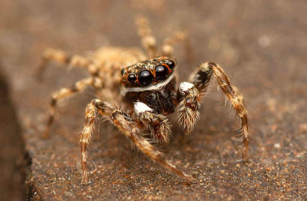 Menemerus transvaalicus