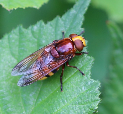 Hornet Mimic Hover Fly, photo 5 of 8