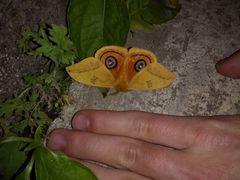 Automeris jucunda