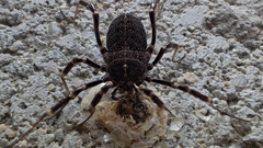 Egaenus