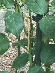 Bacillidae