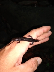Desmognathus imitator