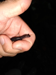 Desmognathus imitator