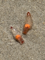 Clione limacina