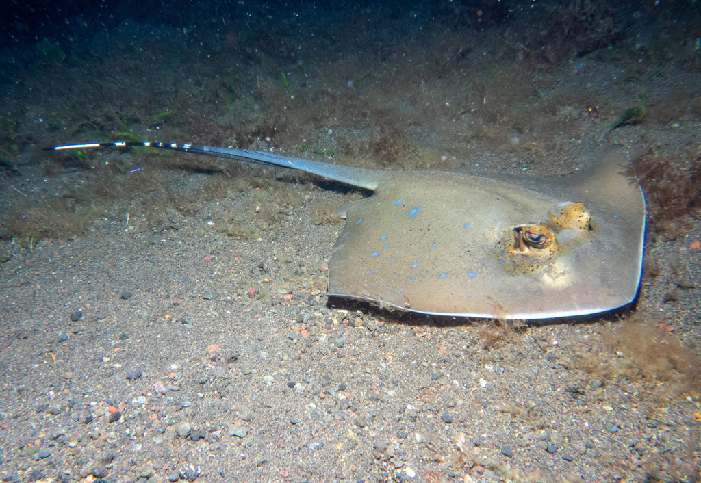 Bluespotted Maskray