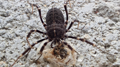 Egaenus