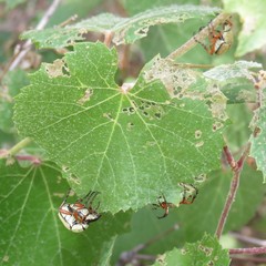Macrodactylus uniformis