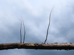 Xylaria filiformis
