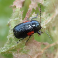 Cryptocephalus pinicolus