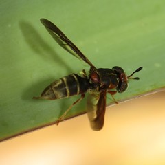 Hermetia comstocki