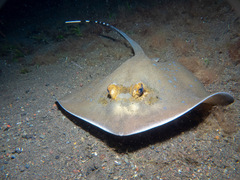 Bluespotted Maskray photo 4