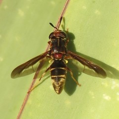 Hermetia comstocki